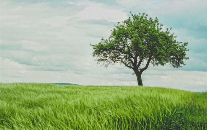 Green tree on grassland during daytime.